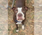 Small #4 American Pit Bull Terrier Mix