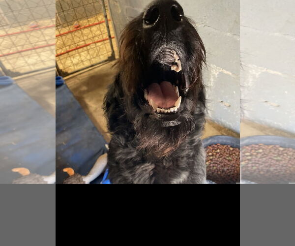 Medium Photo #2 GIANT SCHNAUZER -Unknown Mix Puppy For Sale in Tracy City, TN, USA