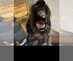Small #1 GIANT SCHNAUZER  Mix