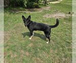 Small #3 German Shepherd Dog Mix