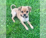 Small Colonial Cocker Spaniel-Dachshund Mix