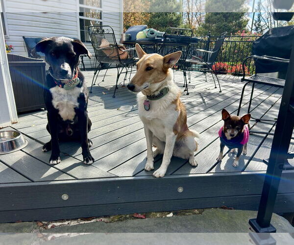 Medium Photo #5 Chihuahua Puppy For Sale in Landenberg, PA, USA