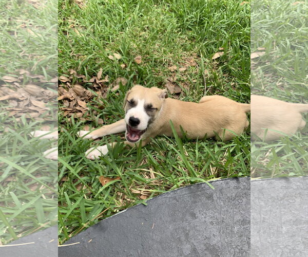 Medium Photo #4 Labrador Retriever-Unknown Mix Puppy For Sale in The Woodlands, TX, USA