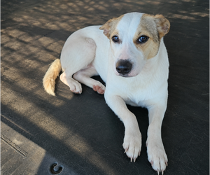 Rat Terrier-Shiba Inu Mix Dogs for adoption in Wakefield, RI, USA