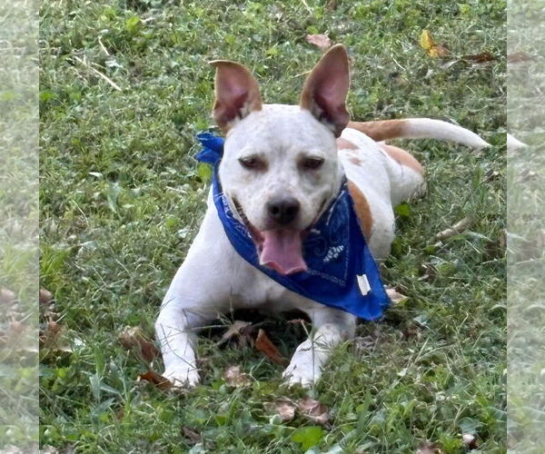 Medium Photo #3 Red Heeler-Unknown Mix Puppy For Sale in Uwchlan, PA, USA