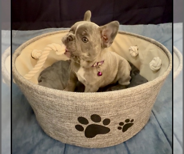Medium Photo #7 French Bulldog Puppy For Sale in ORANGE, TX, USA