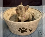 Small #6 French Bulldog