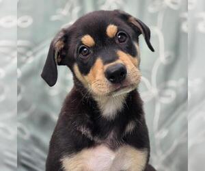 Labrador Retriever-Unknown Mix Dogs for adoption in San Diego, CA, USA