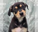 Small Labrador Retriever Mix