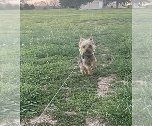 Yorkshire Terrier Puppy for sale in BOLIVAR, MO, USA