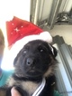 Small Photo #18 German Shepherd Dog Puppy For Sale in LOX, FL, USA