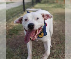 RITA - Female American Staffordshire Terrier Dog for Adoption - Photo #2