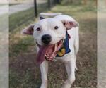 Small Photo #2 American Staffordshire Terrier Puppy For Sale in San Antonio, TX, USA