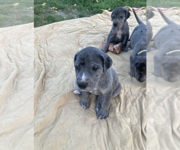 Medium Photo #4 Great Dane Puppy For Sale in CRESWELL, OR, USA