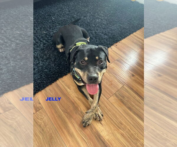 Medium Photo #2 Rottweiler-Unknown Mix Puppy For Sale in Woodland Hills, CA, USA