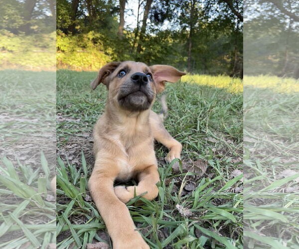 Medium Photo #7 Shepradors Puppy For Sale in McKinney, TX, USA
