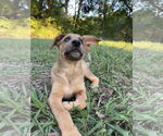 Small #6 Shepradors