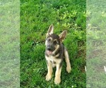 Small Photo #5 German Shepherd Dog Puppy For Sale in MOODY, MO, USA