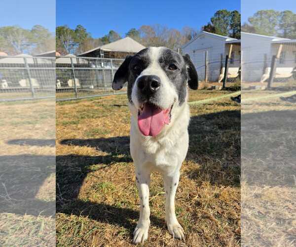 Medium Photo #9 Great Pyrenees-Unknown Mix Puppy For Sale in Woodbury, NY, USA