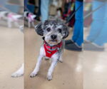 Small #6 Shih-Poo