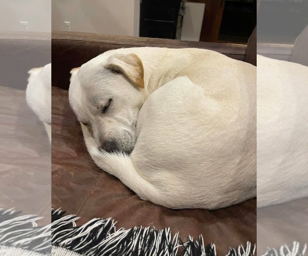 Medium Photo #6 Labrador Retriever-Unknown Mix Puppy For Sale in Rockaway, NJ, USA