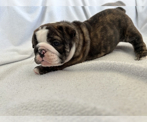 Medium Photo #3 Bulldog Puppy For Sale in MIDDLETOWN, DE, USA