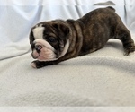 Small Photo #3 Bulldog Puppy For Sale in MIDDLETOWN, DE, USA