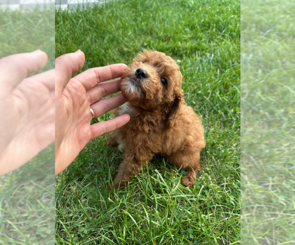 Medium Photo #2 Goldendoodle (Miniature) Puppy For Sale in MILWAUKEE, WI, USA