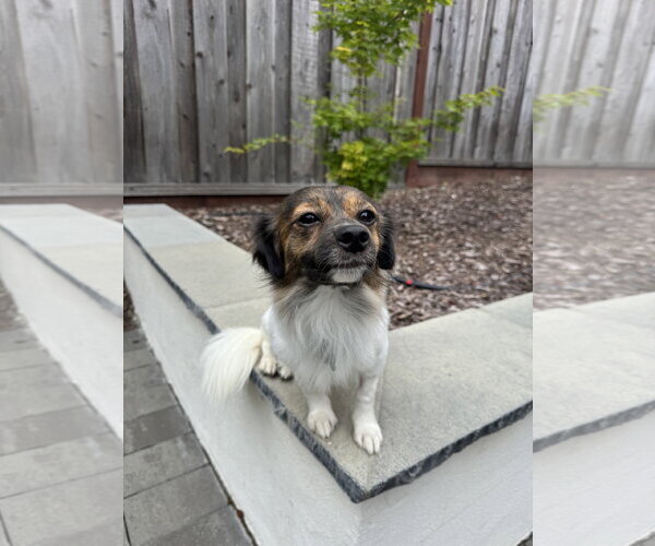 Medium Photo #6 Papillon-Unknown Mix Puppy For Sale in Santa Clara, CA, USA