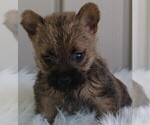 Small #5 Cairn Terrier