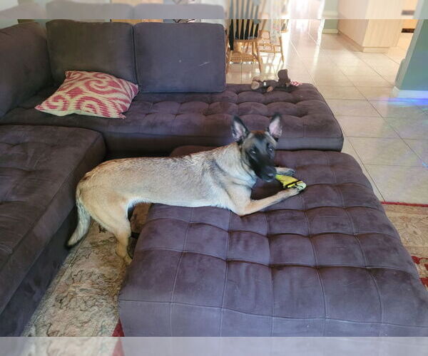 Medium Photo #4 Mutt Puppy For Sale in Imlay City, MI, USA