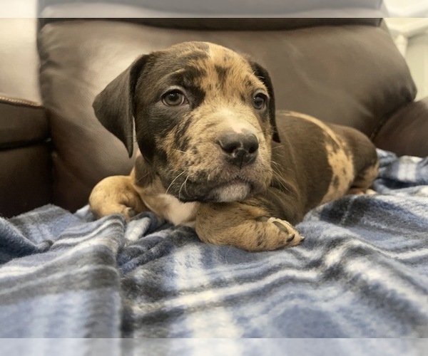 Medium Photo #134 American Bully Puppy For Sale in REESEVILLE, WI, USA
