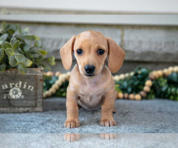 Medium Photo #5 Dachshund Puppy For Sale in NAPPANEE, IN, USA