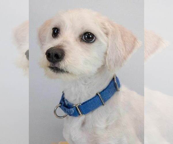 Medium Photo #1 Mutt Puppy For Sale in Kennesaw, GA, USA