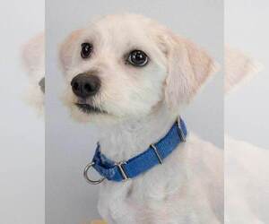 Mutt Dogs for adoption in Kennesaw, GA, USA