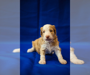 Aussiedoodle Puppy for sale in WEST PALM BEACH, FL, USA