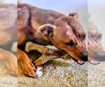 Small #4 American Staffordshire Terrier-German Shepherd Dog Mix