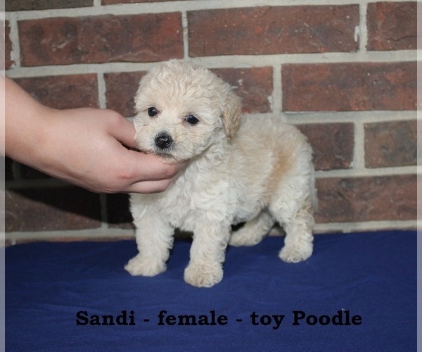 Medium Photo #2 Poodle (Toy) Puppy For Sale in CLARKRANGE, TN, USA