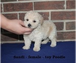 Small #1 Poodle (Toy)