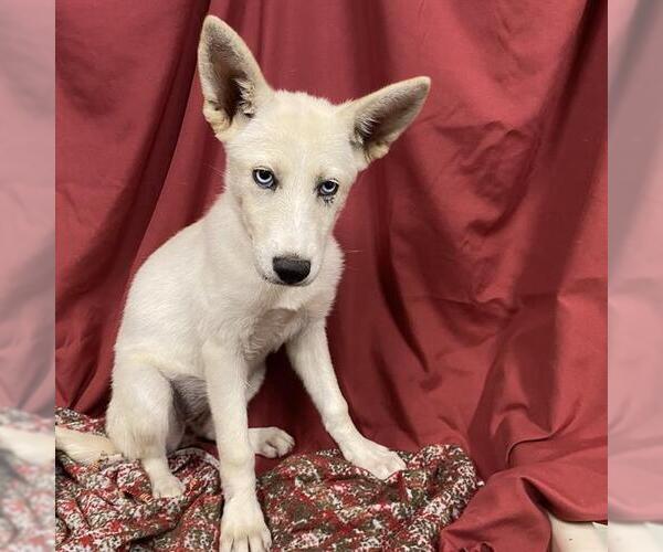 Medium Photo #1 Siberian Husky-Unknown Mix Puppy For Sale in Modesto, CA, USA
