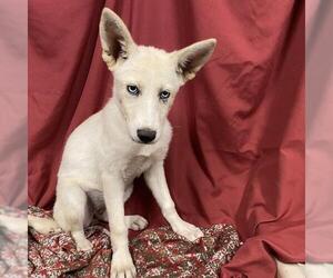 Siberian Husky-Unknown Mix Dogs for adoption in Modesto, CA, USA