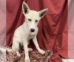 Small Siberian Husky Mix
