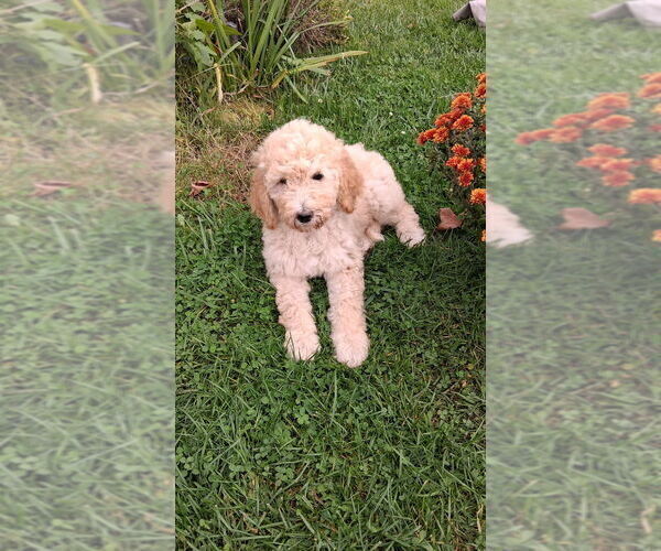 Medium Photo #11 Goldendoodle Puppy For Sale in PORT LEYDEN, NY, USA