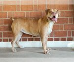 Small #2 Bulldog Mix