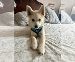 Small Photo #25 Pomsky Puppy For Sale in LOVELAND, CO, USA