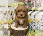 Puppy 2 Cavapoo