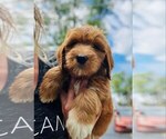 Small Photo #16 Goldendoodle Puppy For Sale in TOLEDO, OH, USA