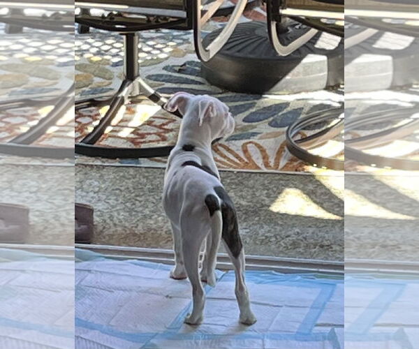 Medium Photo #7 American Pit Bull Terrier-Unknown Mix Puppy For Sale in Wakefield, RI, USA