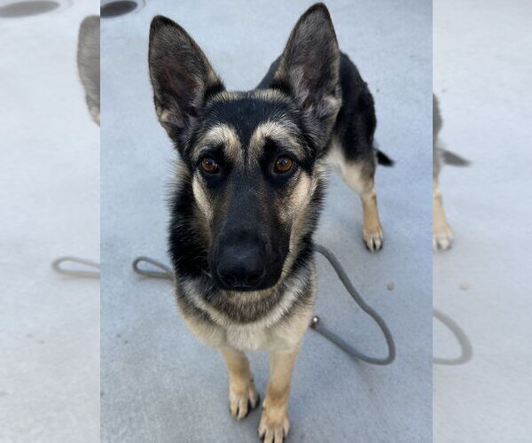 Medium Photo #2 German Shepherd Dog Puppy For Sale in Salinas, CA, USA