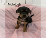 Small Mutt